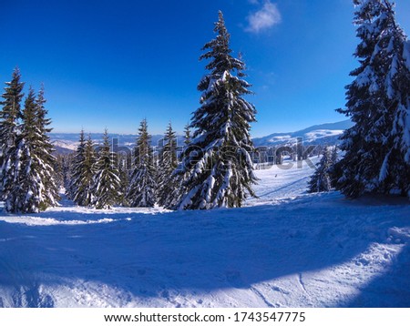Breathtaking winter landscape of snowy mountains with lots of high spruces under the blue endless sky.