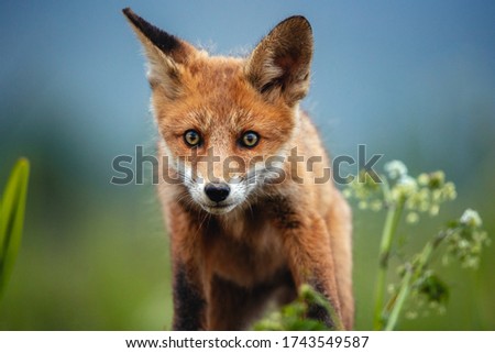 Red fox cub portrait in the wilderness. wallpaper of a wonderful,adorable wild animal.