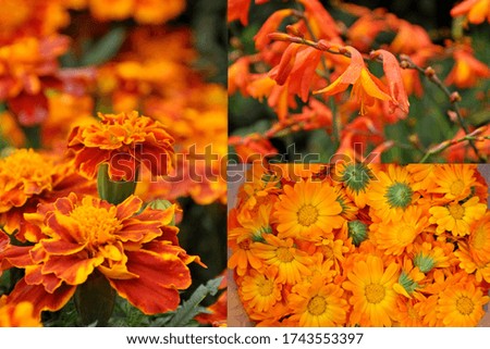 Orange flowers with green leaves - marigolds, calendula, Alstroemeria