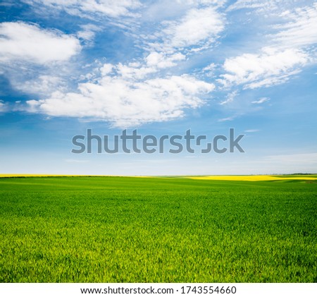 Bright green field and perfect blue sky. Agricultural area of Ukraine, Europe. Concept of agrarian industry. Photo of picturesque summer day. Artistic wallpaper. Beauty of earth.