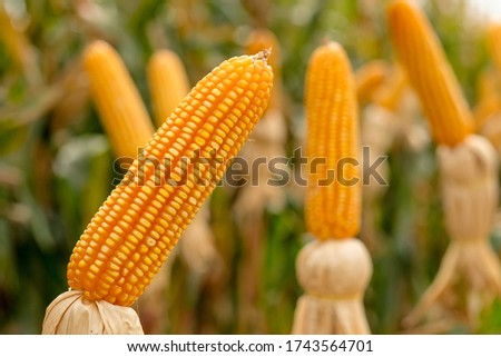 A selective focus picture of corn cob in corn field. corn field on crop plant for harvesting