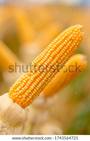 A selective focus picture of corn cob in corn field. corn field on crop plant for harvesting