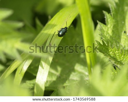 A beautiful bleu beetle on a leaf