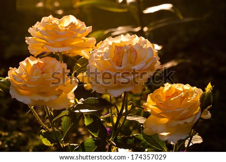 Beauty Garden Yellow Rose.Nature Summer background