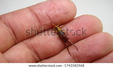 Earwig as a pet.
Earwigs will use their pincers to defend themselves.
Biologist, Exotic vet holding an insect. wildlife veterinarian.
invertebrates.
bugs, bug, insects, animals, animal, wild nature Royalty-Free Stock Photo #1743582968