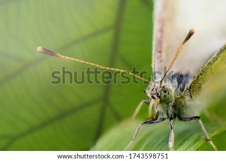 Face of Buckwheat butterfly or lemongrass butterfly closeup in green leaf of grass. Super macro photo of insect. Concept of macro world