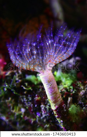 White tiny tube worm in macro scene in marine reef aquaium Royalty-Free Stock Photo #1743603413