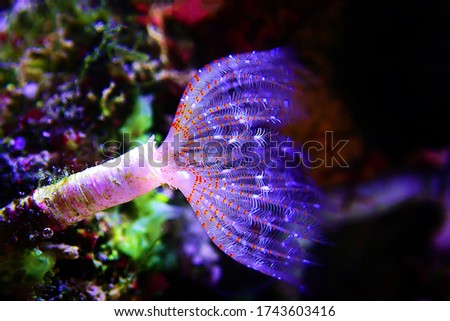 White tiny tube worm in macro scene in marine reef aquaium Royalty-Free Stock Photo #1743603416