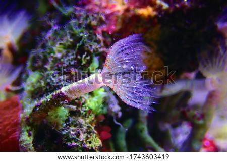 White tiny tube worm in macro scene in marine reef aquaium Royalty-Free Stock Photo #1743603419
