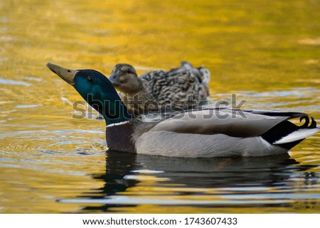 A wild duck,neck outstretched, swims in the water in the light of the setting sun.