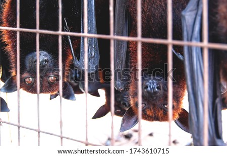 Caged Flying fox bat upside down with more animals blurred in the background upside down at a market for food and eating, Sumatra, Indonesia Royalty-Free Stock Photo #1743610715