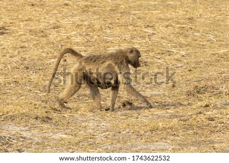 Baboon carrying its baby that is feeding under its tummy