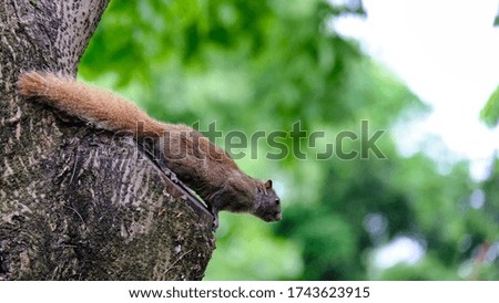 Wild Squirrel China, Hangzhou City Forest