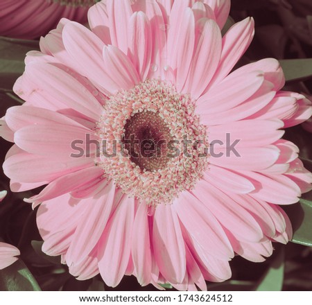 Pink Daisy Flowers closeup; Nature Background
