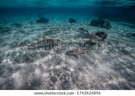 Lagoon Polynesia black tip shark feeding (Carcharhinus melanopterus)