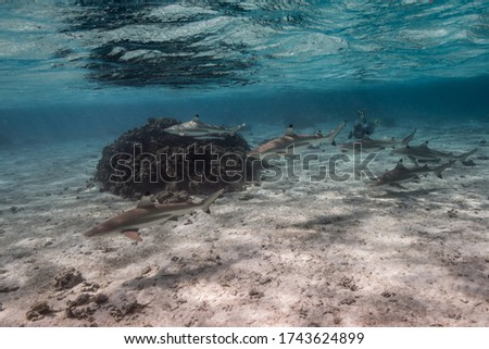 Lagoon Polynesia black tip shark feeding (Carcharhinus melanopterus)