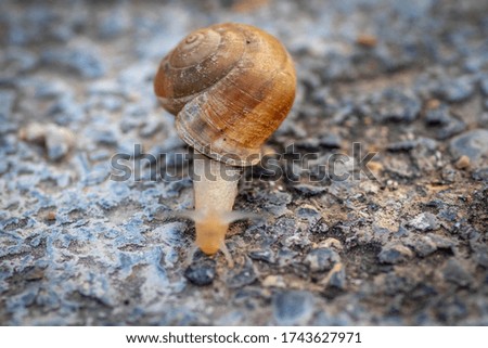 macro photography of a snail on the road with its horns out