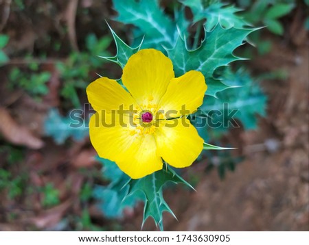 Argemone mexicana (Mexican poppy, Mexican prickly poppy, flowering thistle, cardo or cardosanto)