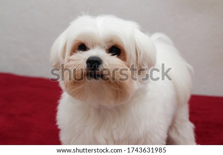 small dog maltese maltes pet Royalty-Free Stock Photo #1743631985