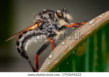 The robber flies are an abundant and diverse family known for their predatory behavior. Robber flies are distinctive, medium-sized to large, bristly or hairy flies. There are about 850 species . Royalty-Free Stock Photo #1743643622