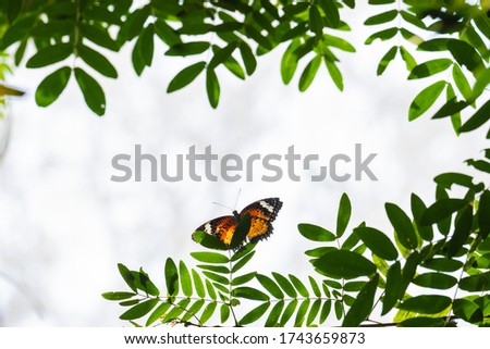 Frame of green leaves and butterfly with white and gray background