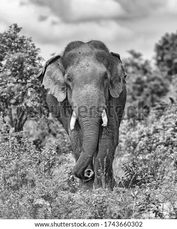 Tusker elephant in Udawalawe National Park, Sri Lanka