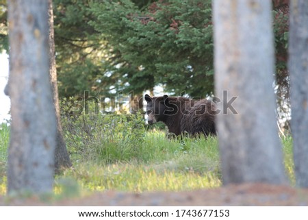 Black bear in the grass looking at the camera through the trees in Colter Bay Village in Grand Teton National Park Wyoming