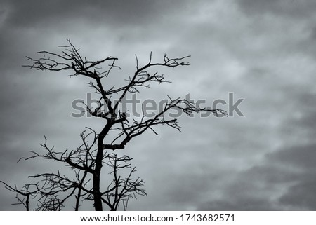Silhouette dead tree on dark dramatic sky and white clouds background for peaceful death. Despair and hopeless concept. Sad of nature. Death and sad emotion background. Dead branches unique pattern. 
