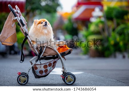 Pomeranian dogs on a cart for children barking.