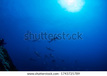 Hammerhead shark swimming under the blue sea