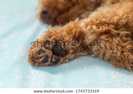 Cute puppy paw of Toy poodle puppy on bed room