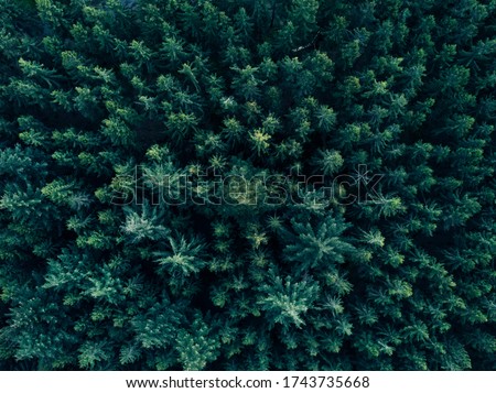 Aerial Overhead View of Tree tops in super rich dark green color shot in Germany