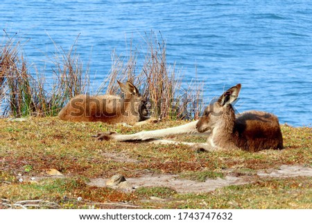 A pair of kangaroos on the beach