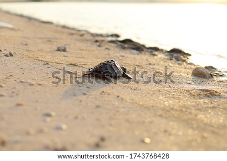 Young hawksbill turtle try to go to the sea, back into nature, at sanctuary center Ko Thalu, small island in Chumporn province, southern of Thailand.