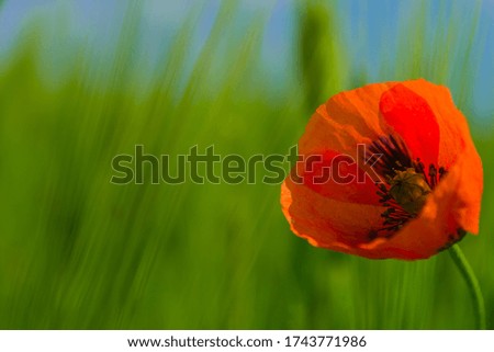 Red poppy on a green background close up