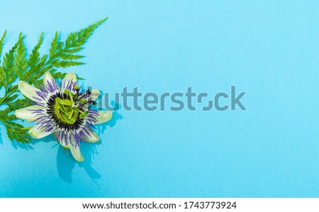 Passion flower with fern leaf on a blue background. Concept of nature and background. Copy space.