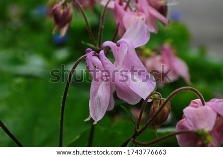 close up image of Crimson Star Columbine flower blossoms in a garden.
