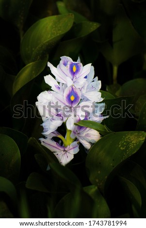 A beautiful and elagant picture of a Water Hyacinth commonly found in the rivers of Kerala. The beautiful white and lavender coloured petals shows it's beauty. 