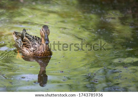 adult female duck swimming in pond looking in the lens of the  camera
