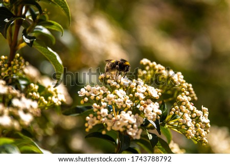 Bombus close up on viburnum flower during pollination Royalty-Free Stock Photo #1743788792