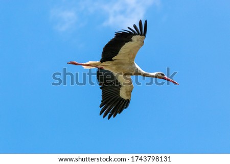 white stork regional park delta del po river marshes and nature reserves italy