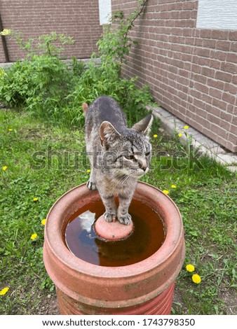 A tabby cat is standing in the garden