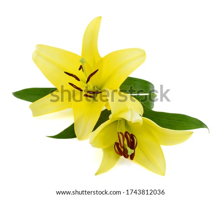 Beautiful Yellow lily flower bouquet isolated on white background