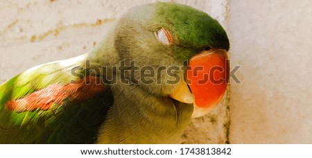 parrot closed inner eye layer rare picture HD