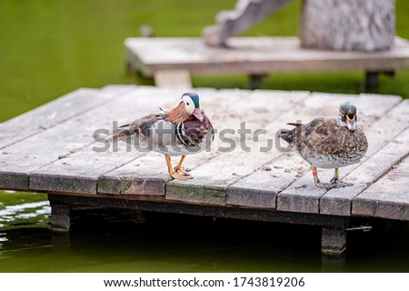 Domestic ducks in water on a farm.