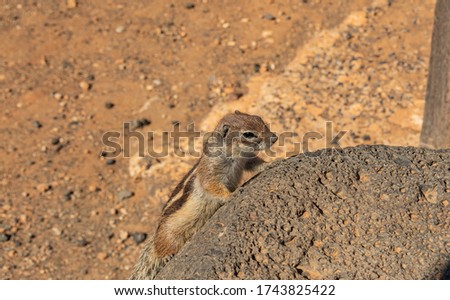Curious squirrel in Fuerteventura island