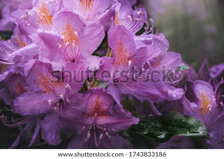 wet rhododendron in a rainy park 