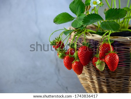 Strawberry bush in a basket on a gray background. Harvest of red berries on a branch. Growing strawberries at home. Leaf, flower, fruit. Place for text, mock up summer card. Royalty-Free Stock Photo #1743836417