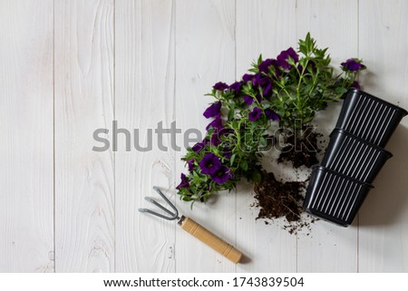 Plant petunia in the garden, flowerpots with petunia for the terrace. Spring season. Preparation for the summer season. Gardening and plant growing concept. Place for text. Flat lay