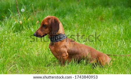 Dog dachshund for a walk on a background of green spring grass. Pet favorite red-haired puppy